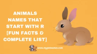 301 Animals Names That Start with R [Fun Facts & Complete List]