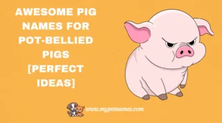 301 Awesome Pig Names for Pot-Bellied Pigs [Perfect Ideas]
