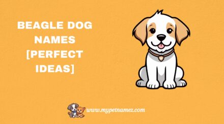 301 Beagle Dog Names [Perfect Ideas]