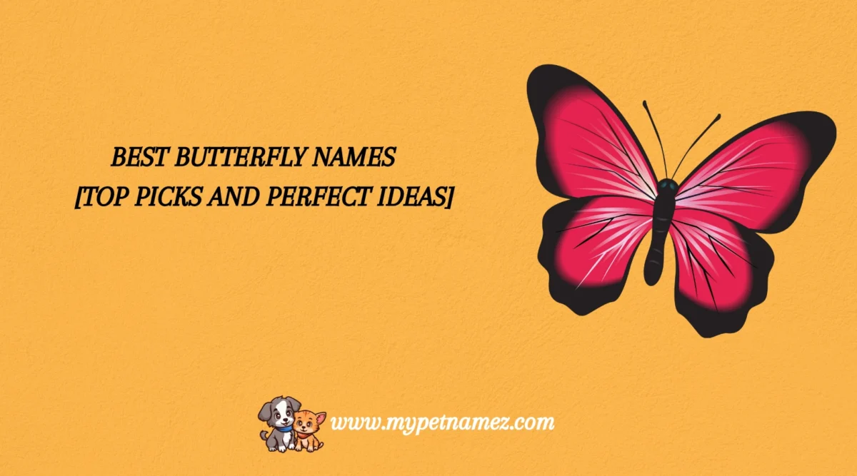 301 Best Butterfly Names [Top Picks and Perfect Ideas]