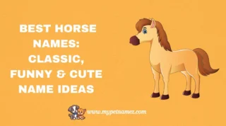 301 Best Horse Names: Classic, Funny & Cute Name Ideas