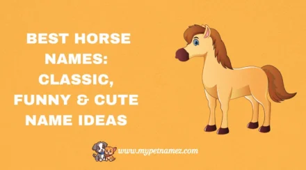 301 Best Horse Names: Classic, Funny & Cute Name Ideas