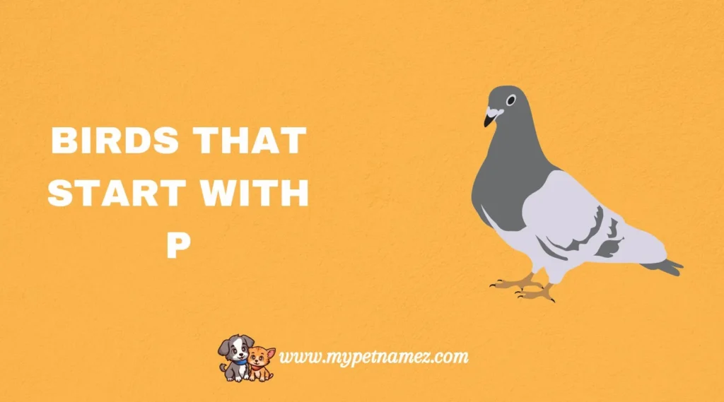 Birds That Start with P