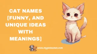 301 Cat Names [Funny, and Unique Ideas with Meanings]