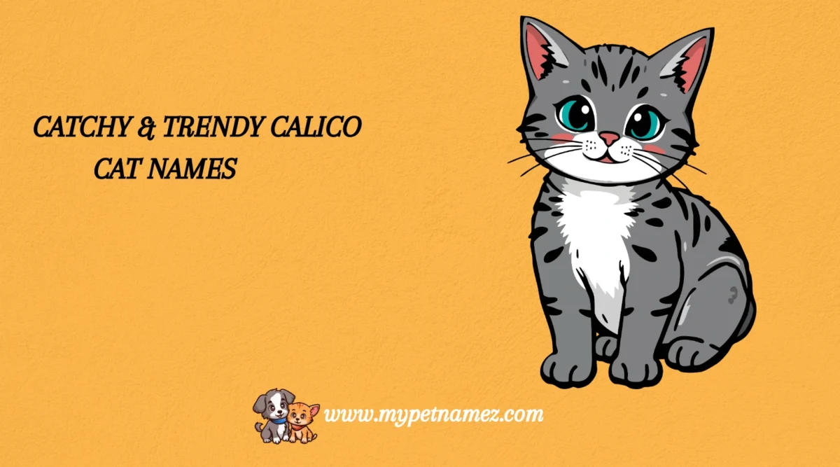 301 Catchy & Trendy Calico Cat Names