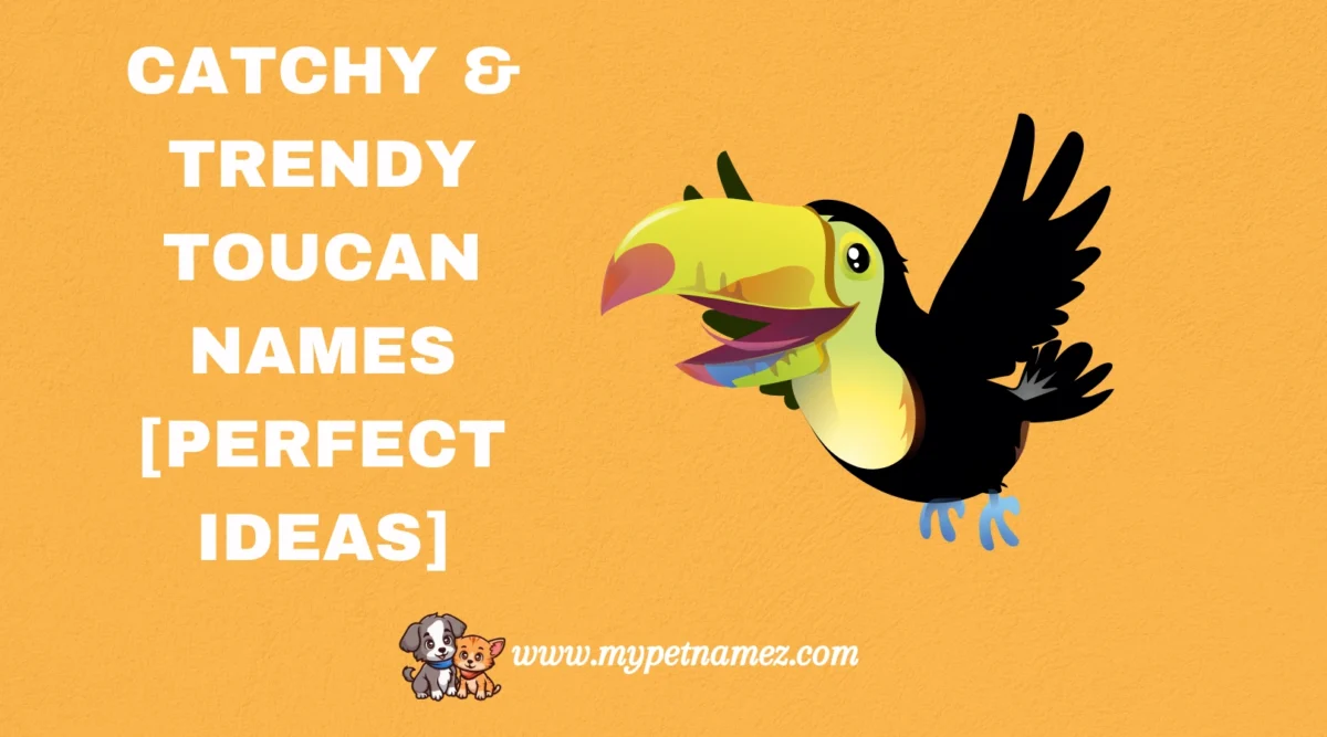 301 Catchy & Trendy Toucan Names [Perfect Ideas]