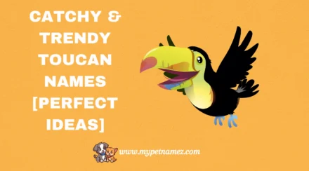301 Catchy & Trendy Toucan Names [Perfect Ideas]