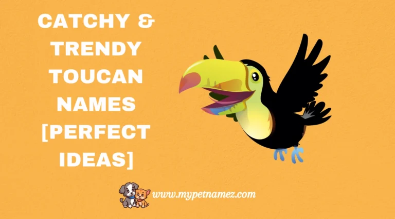 301 Catchy & Trendy Toucan Names [Perfect Ideas]