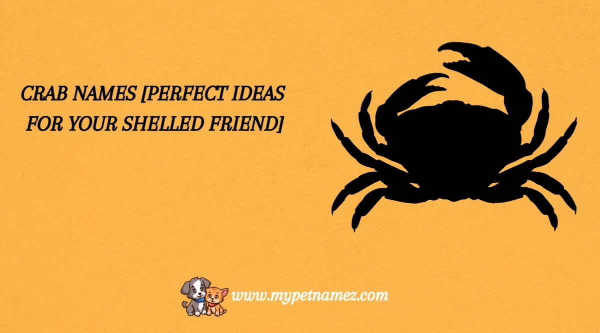 301 Crab Names [Perfect Ideas for Your Shelled Friend]