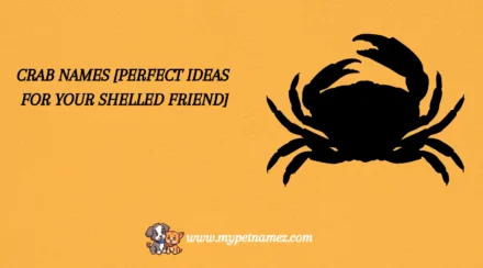 301 Crab Names [Perfect Ideas for Your Shelled Friend]