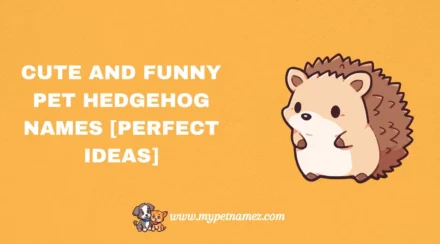 301 Cute and Funny Pet Hedgehog Names [Perfect Ideas]