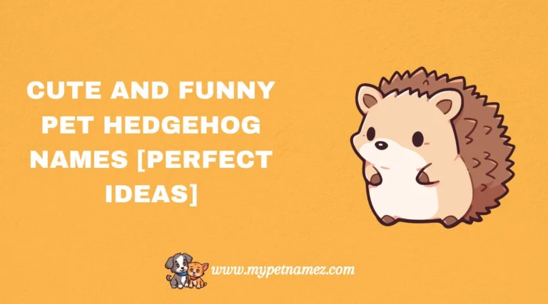 301 Cute and Funny Pet Hedgehog Names [Perfect Ideas]