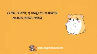 301 Cute, Funny, & Unique Hamster Names [Best Ideas]
