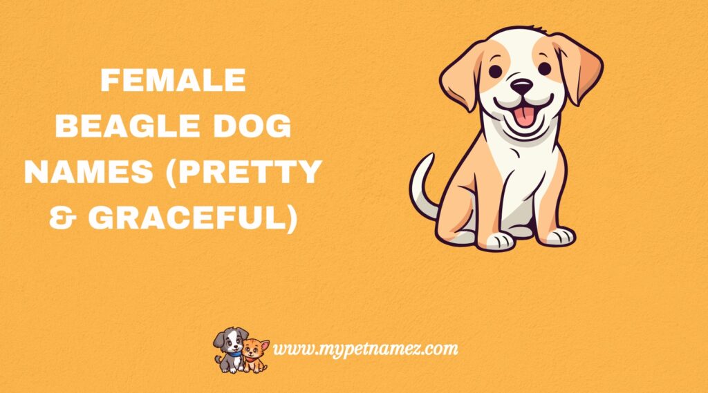 Female Beagle Dog Names (Pretty & Graceful)