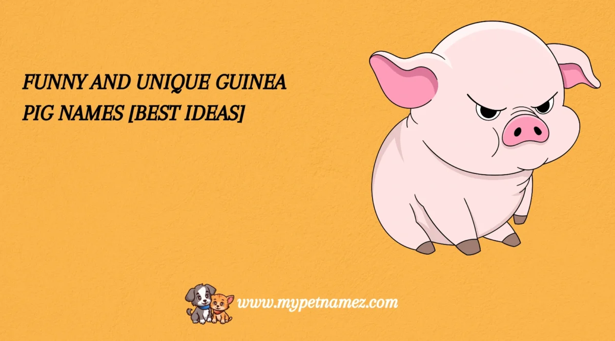 301 Funny and Unique Guinea Pig Names [Best Ideas]