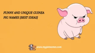 301 Funny and Unique Guinea Pig Names [Best Ideas]