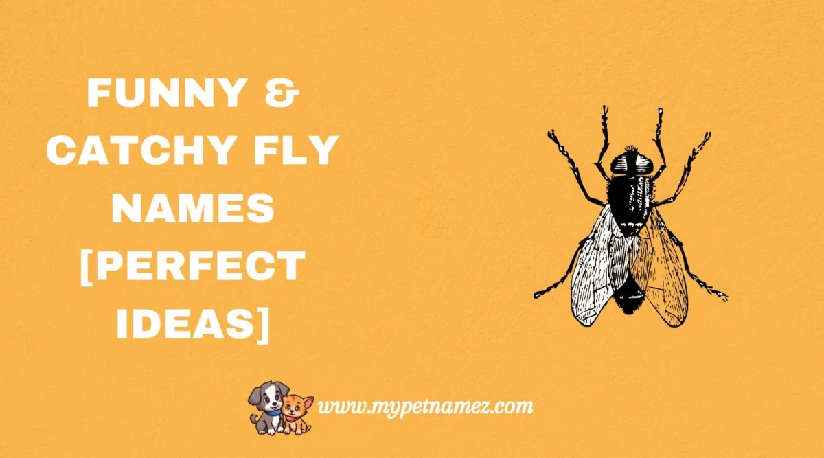 301 Funny & Catchy Fly Names [Perfect Ideas]