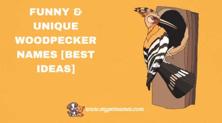 301 Funny & Unique Woodpecker Names [Best Ideas]