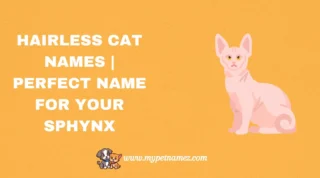 301 Hairless Cat Names | Perfect Name for Your Sphynx!