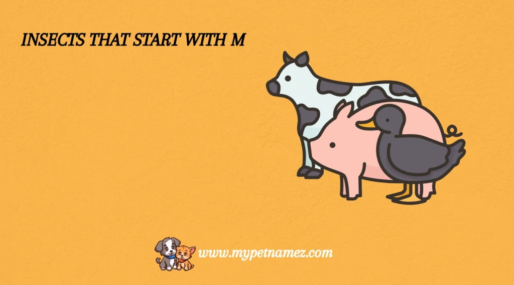 Insects That Start with M