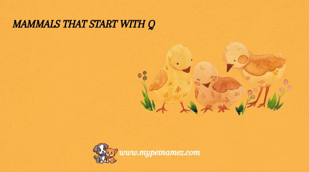 Mammals That Start with Q