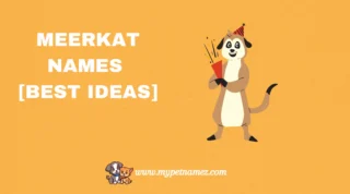 301 Catchy & Unique Meerkat Names [Best Ideas]