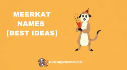 301 Catchy & Unique Meerkat Names [Best Ideas]