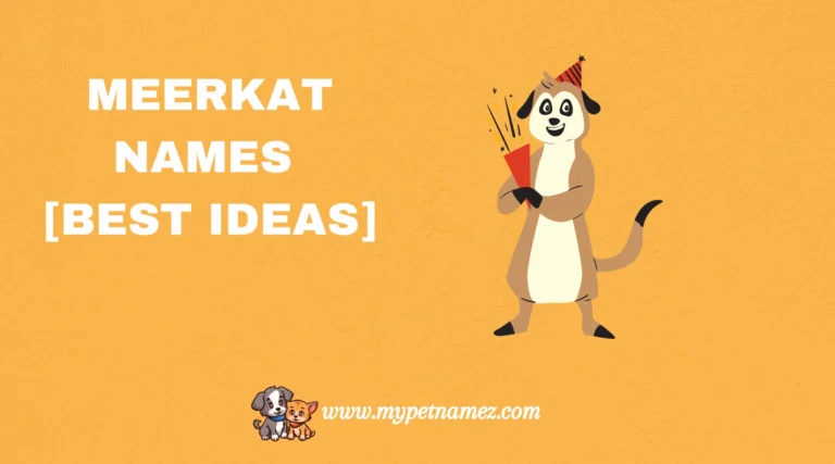 301 Catchy & Unique Meerkat Names [Best Ideas]