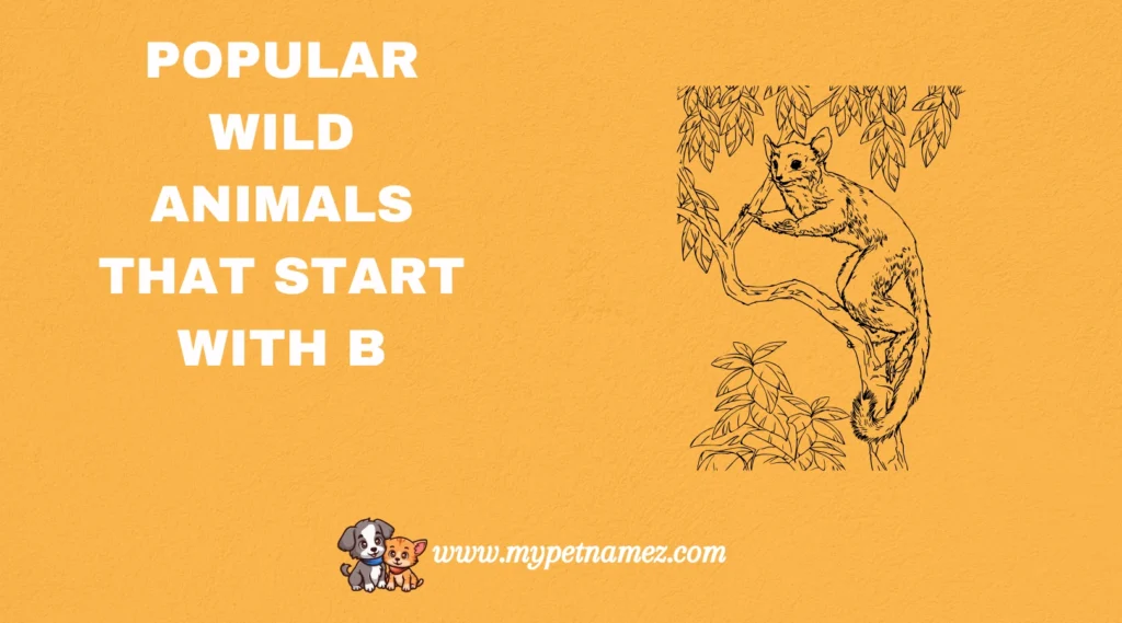 Popular Wild Animals That Start with B