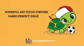 301 Powerful and Tough Tortoise Names [Perfect Ideas]