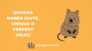301 Quokka Names [Cute, Unique & Perfect Ideas]