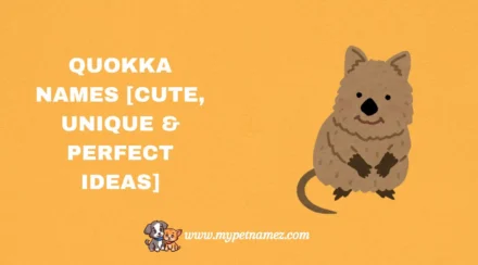 301 Quokka Names [Cute, Unique & Perfect Ideas]