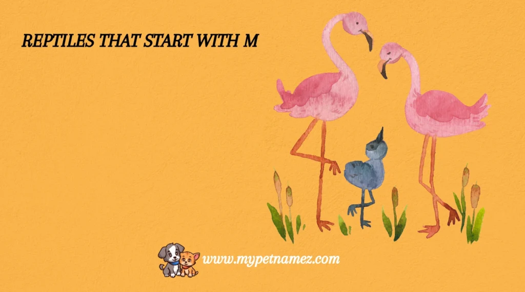 Reptiles That Start with M