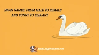 301 Swan Names: From Male to Female and Funny to Elegant