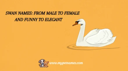 301 Swan Names: From Male to Female and Funny to Elegant