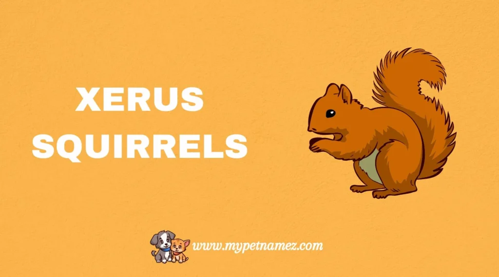 Xerus Squirrels