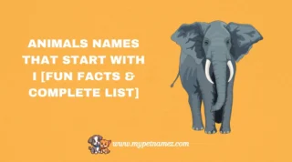301 Animals Names That Start with I [Fun Facts & Complete List]