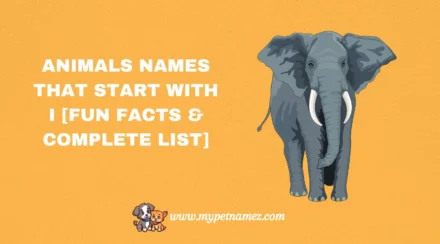 301 Animals Names That Start with I [Fun Facts & Complete List]