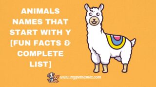 201 Animals Names That Start with Y [Fun Facts & Complete List]
