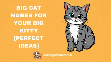 301 Big Cat Names for Your Big Kitty [Perfect Ideas]