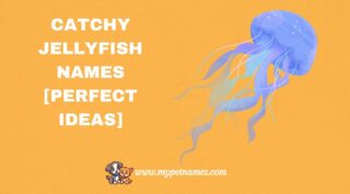 301 Catchy Jellyfish Names [Perfect Ideas]