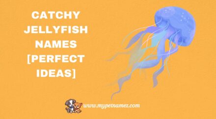 301 Catchy Jellyfish Names [Perfect Ideas]