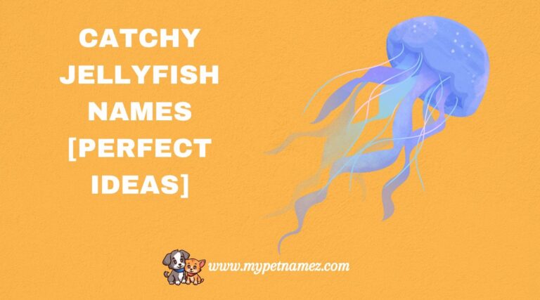 301 Catchy Jellyfish Names [Perfect Ideas]