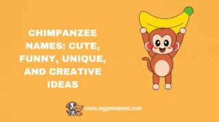 301 Chimpanzee Names: Cute, Funny, Unique, and Creative Ideas