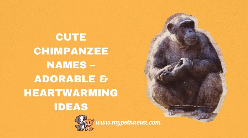 Cute Chimpanzee Names – Adorable & Heartwarming Ideas