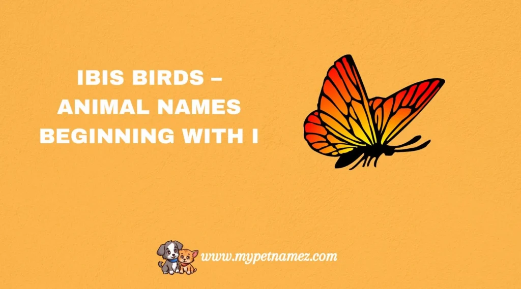 Ibis Birds – Animal Names Beginning With I