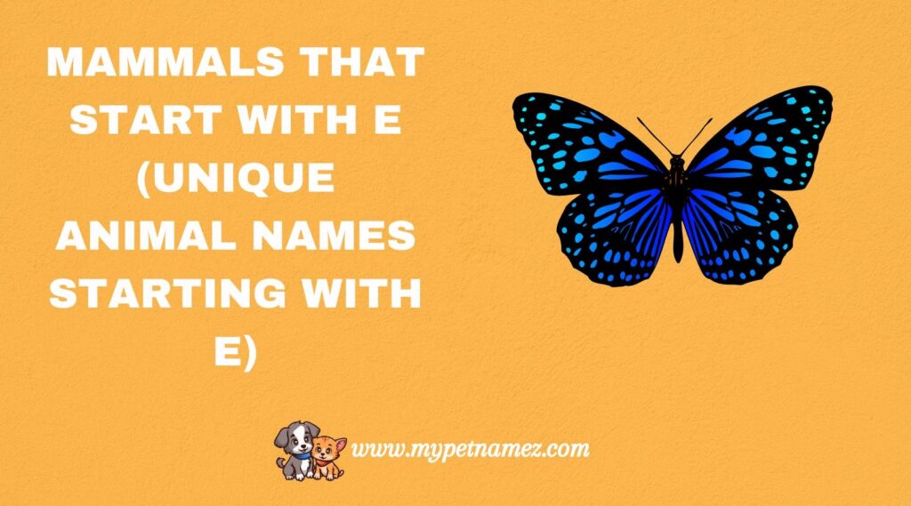Mammals That Start with E (Unique Animal Names Starting with E)