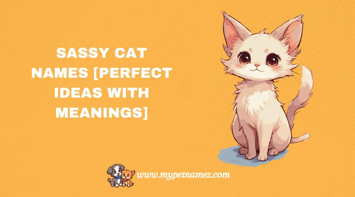 301 Sassy Cat Names [Perfect Ideas with Meanings]