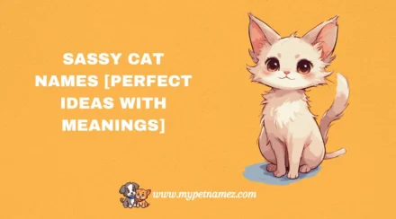 301 Sassy Cat Names [Perfect Ideas with Meanings]