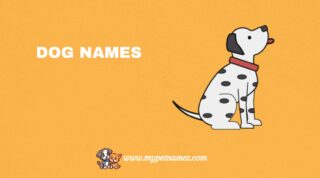 301 Husky Dog Names: Perfect Ideas for Your Puppies